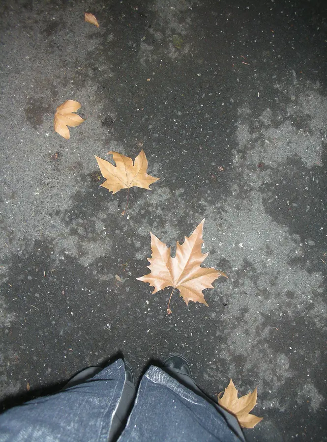 Golden fallen leaves on the pavement beside Wenjun's shoes