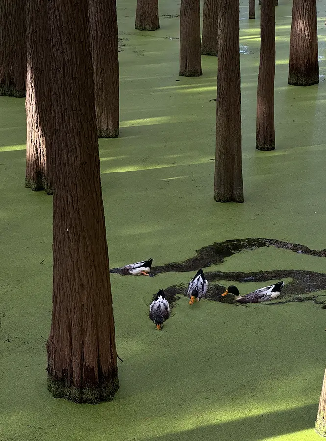 Ducks tracing paths through a green pond